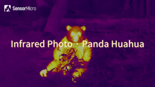 Foto infravermelha do Panda Huahua capturada pelo núcleo da câmera infravermelha SensorMicro