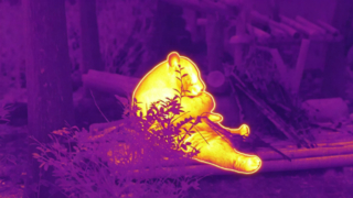 Panda come bambu #ThermaImage #InfraredPanda #Episode1